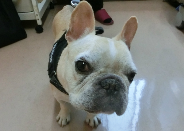 犬 ダイエット
