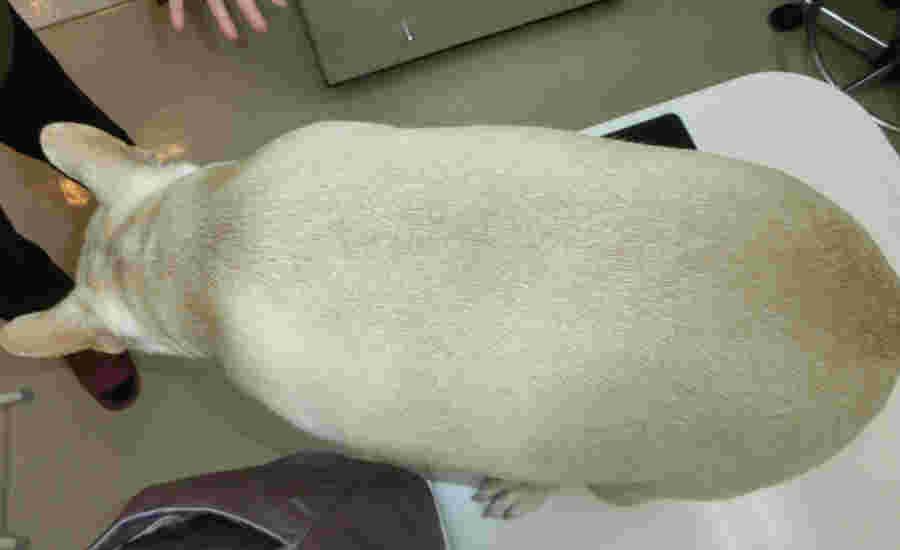 犬 減量