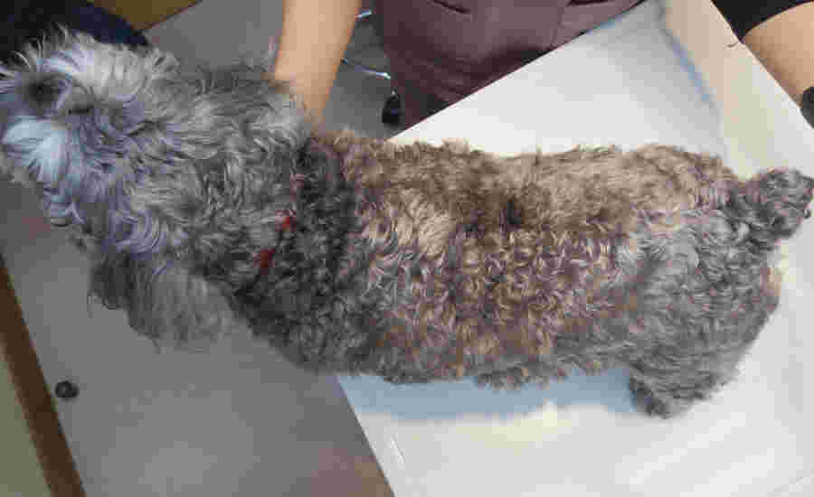 犬 減量