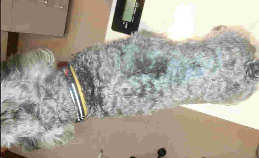 犬 肥満