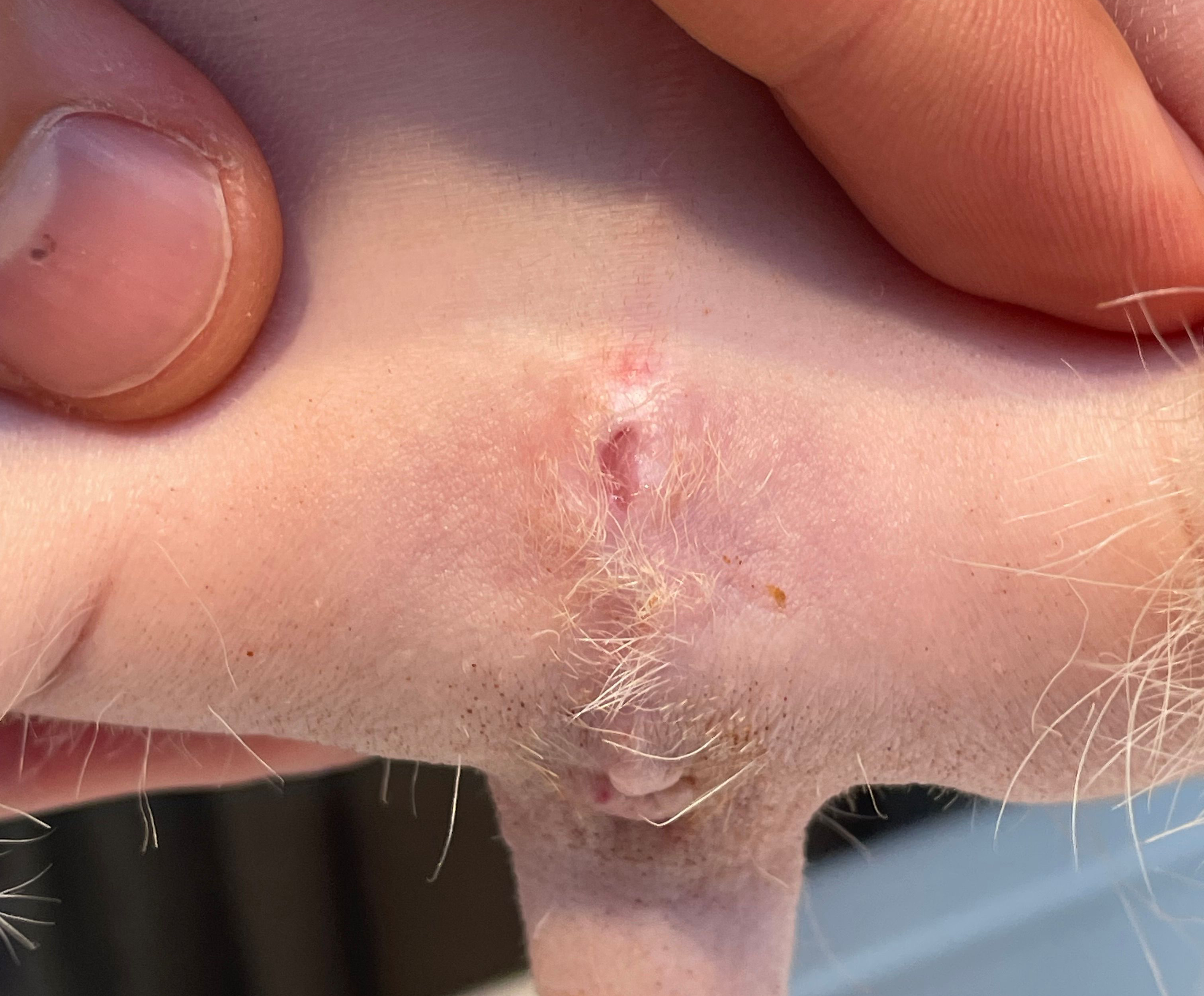フェレット 前立腺