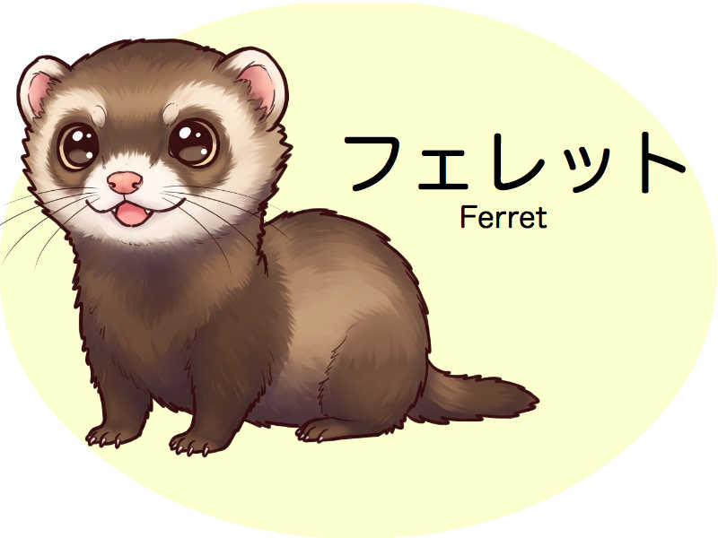 フェレット　診察