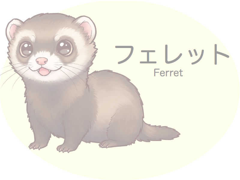 フェレット　診察