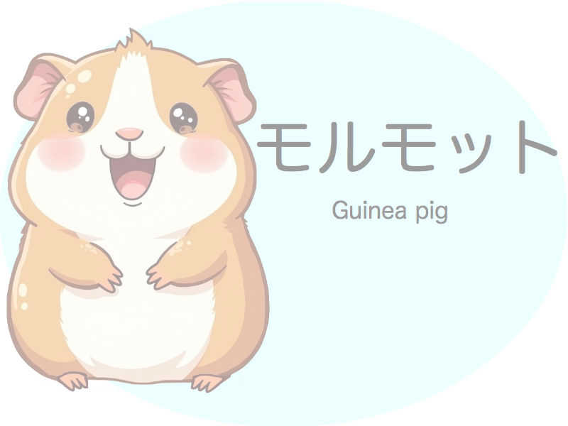 モルモット　診察
