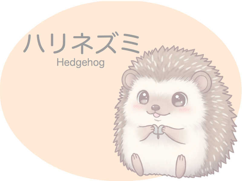 ハリネズミ　診察