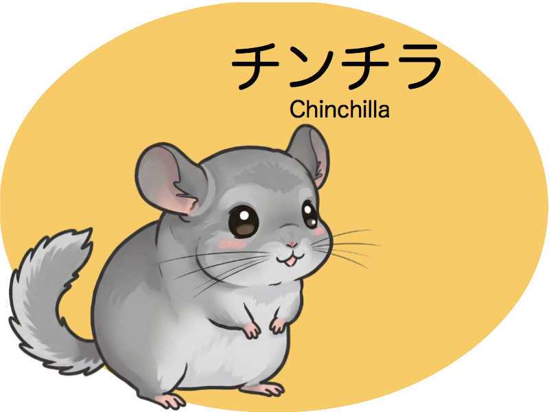 チンチラ　診察