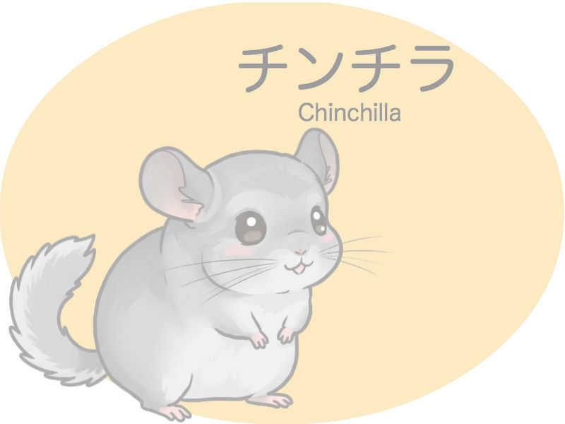 チンチラ　診察