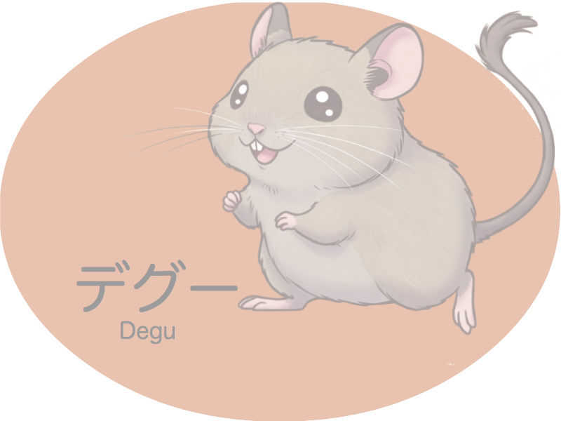 デグー　診察