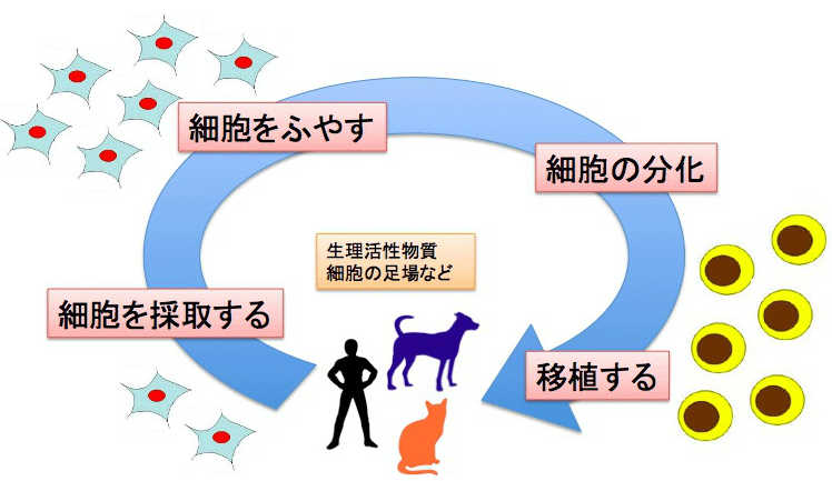 再生医療 動物病院