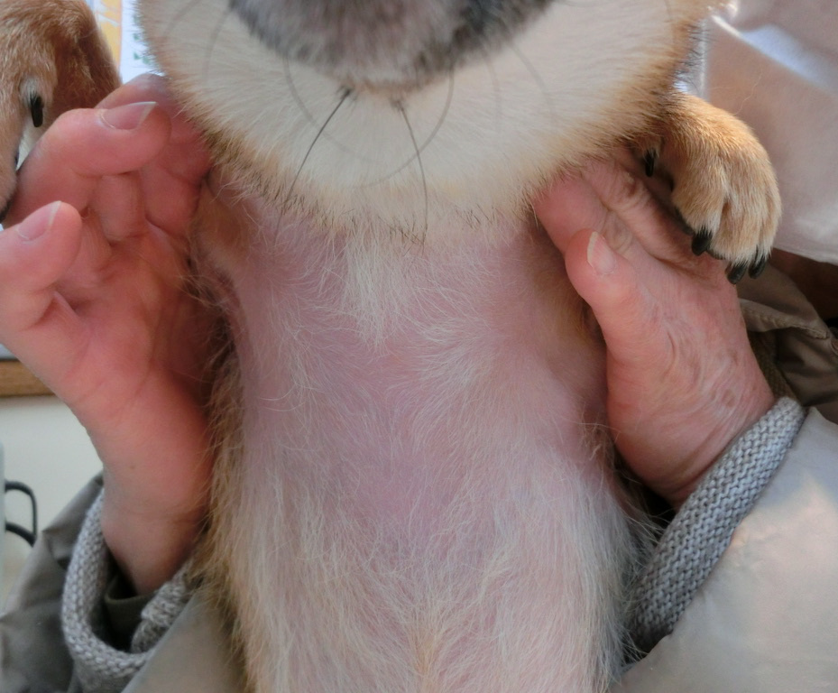 皮膚 コラーゲン