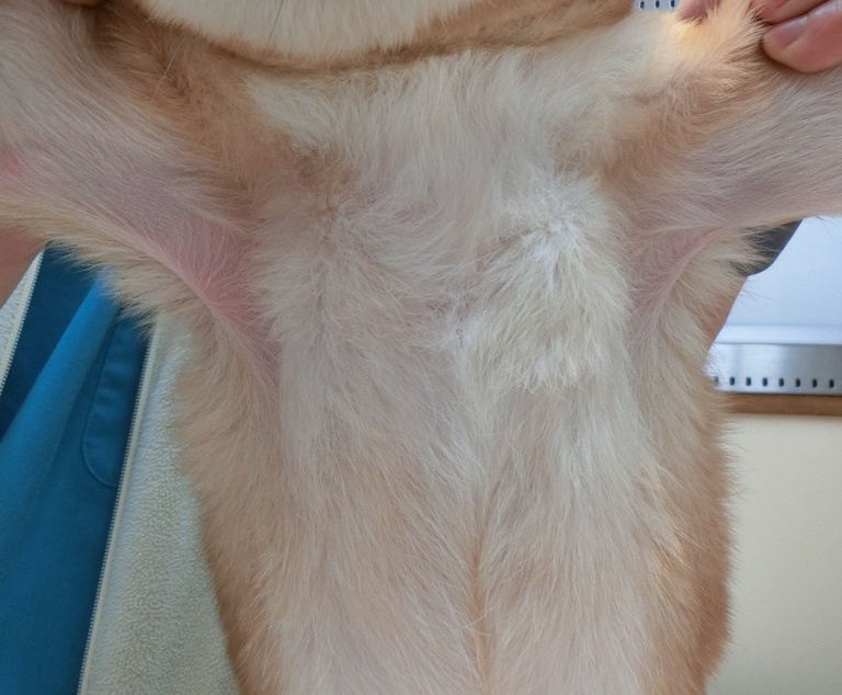 コラーゲン 犬