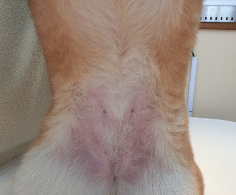 コラーゲン アレルギー