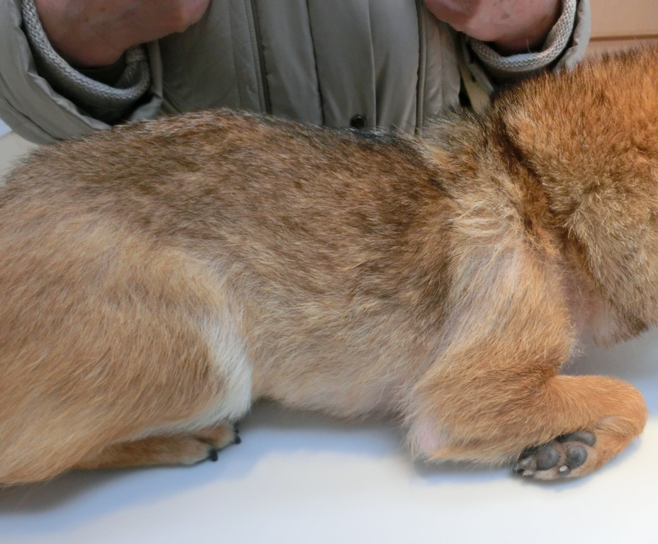 コラーゲン 毛艶