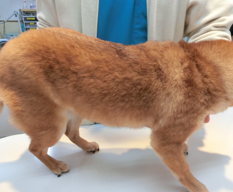 コラーゲン 皮膚科