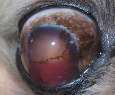 網膜剥離 犬