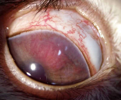 虹彩膿瘍 ウサギ