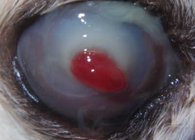 角膜穿孔 犬