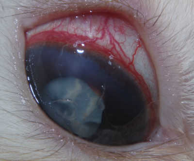 ぶどう膜炎 ウサギ