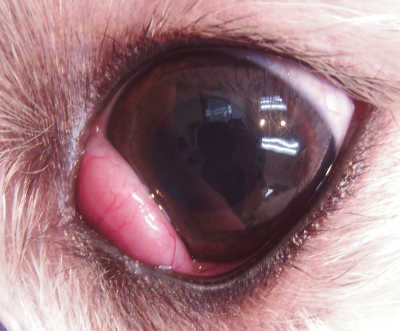 チェリーアイ 犬