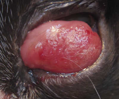 猫 瞬膜 腫瘍