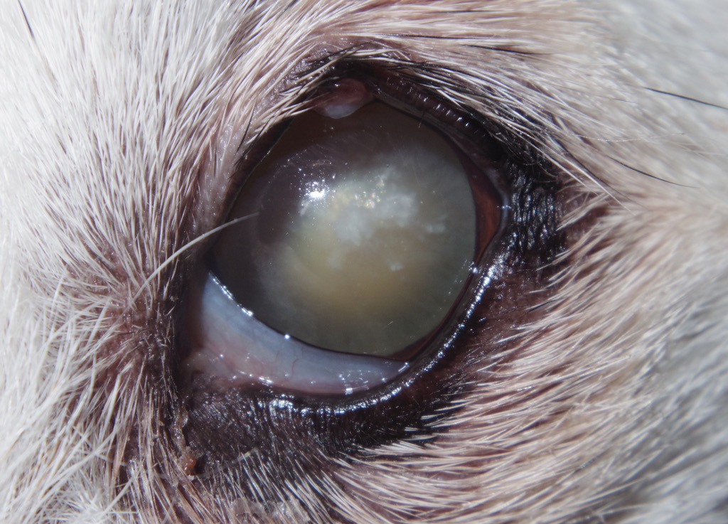 白内障 犬