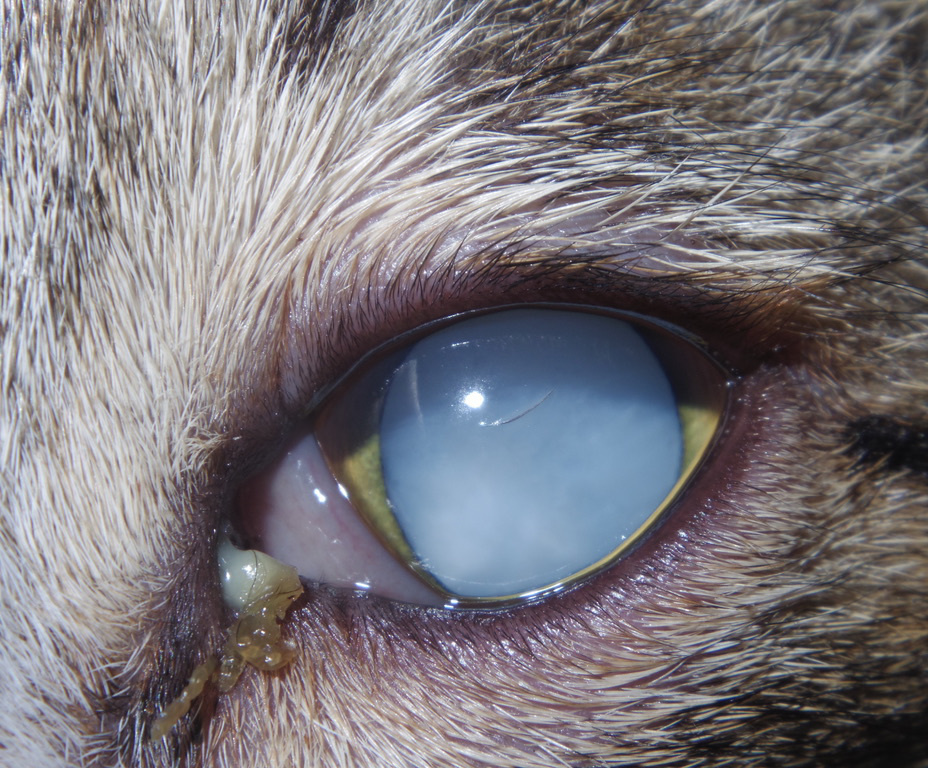 猫 白内障