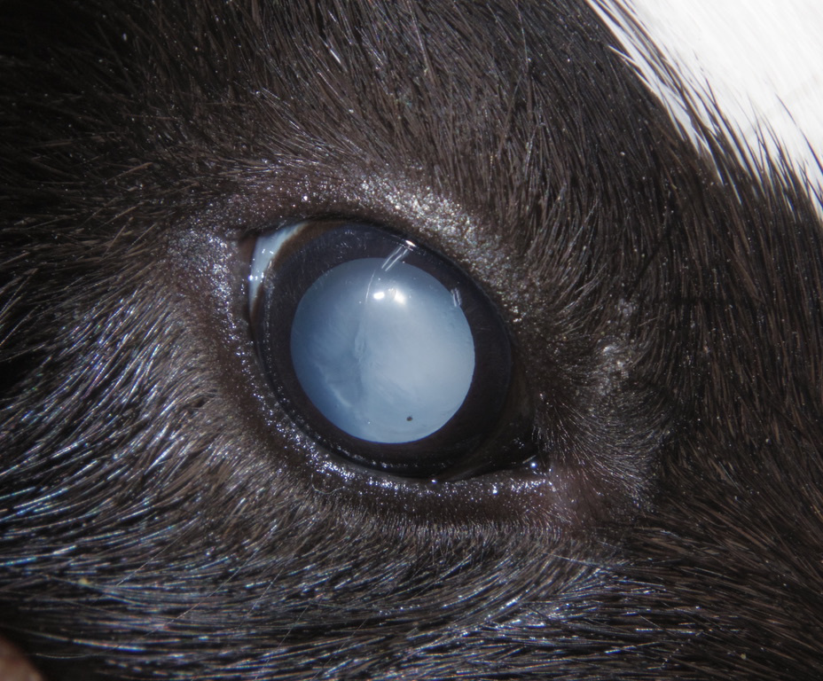モルモット 白内障