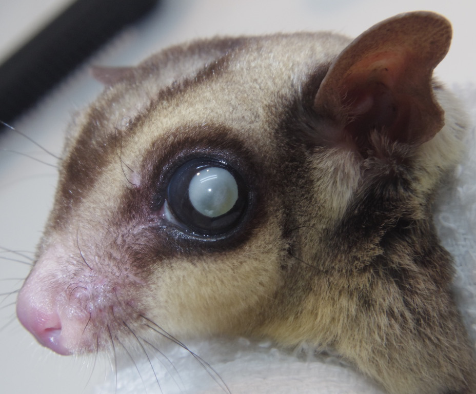 フクモモ 白内障