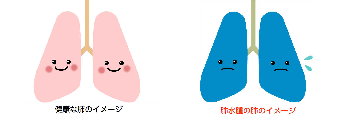肺水腫 犬 猫
