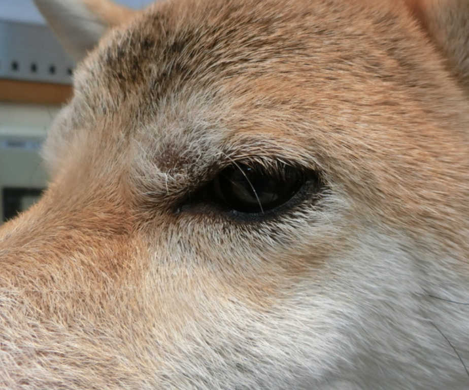 アレルギー検査 犬