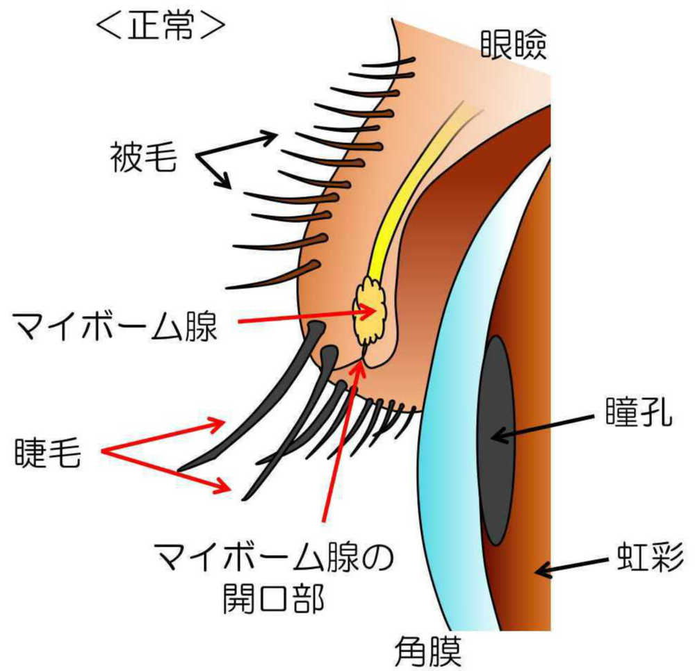 いぬ まぶた ねこ