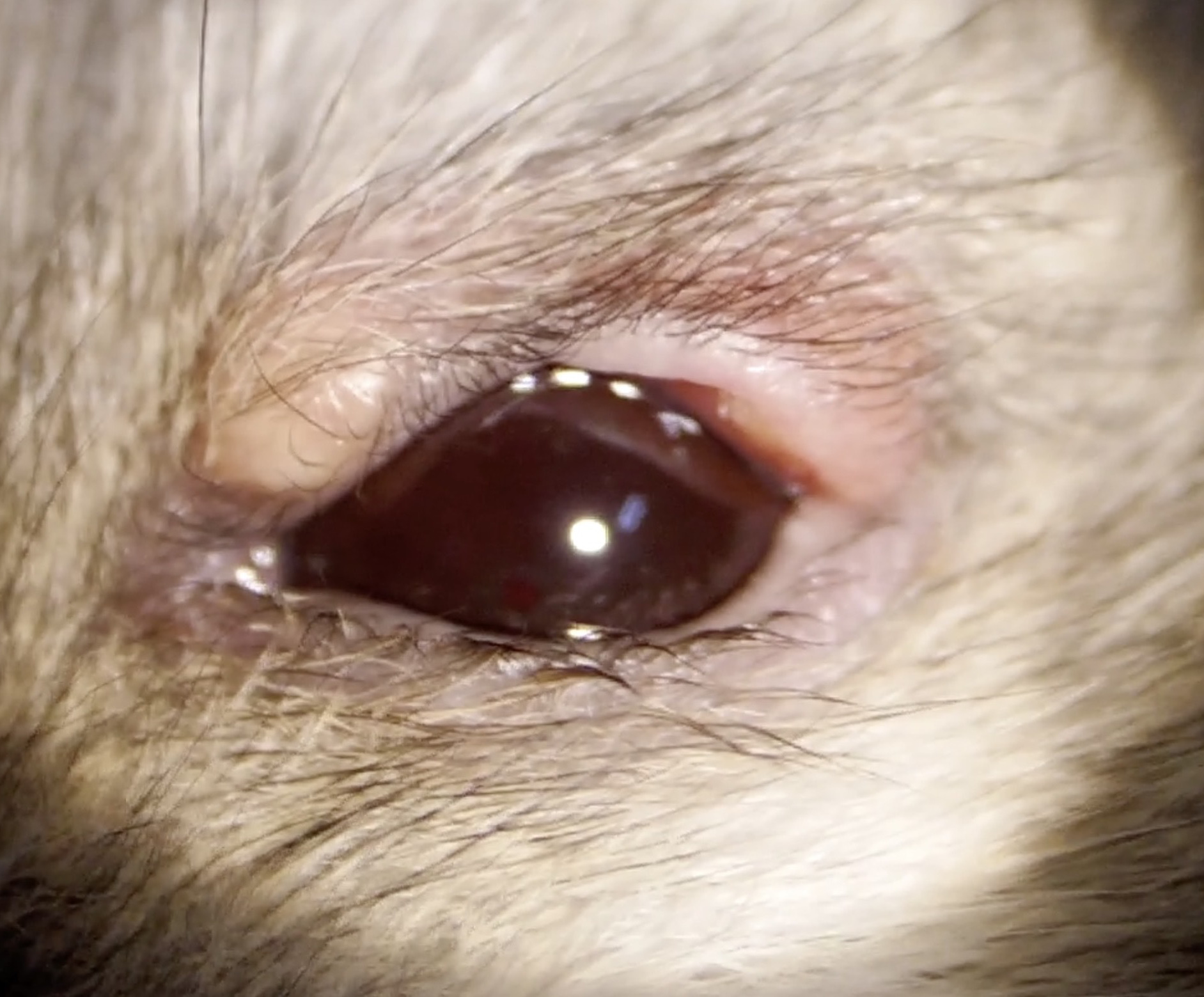 ハムスター ものもらい