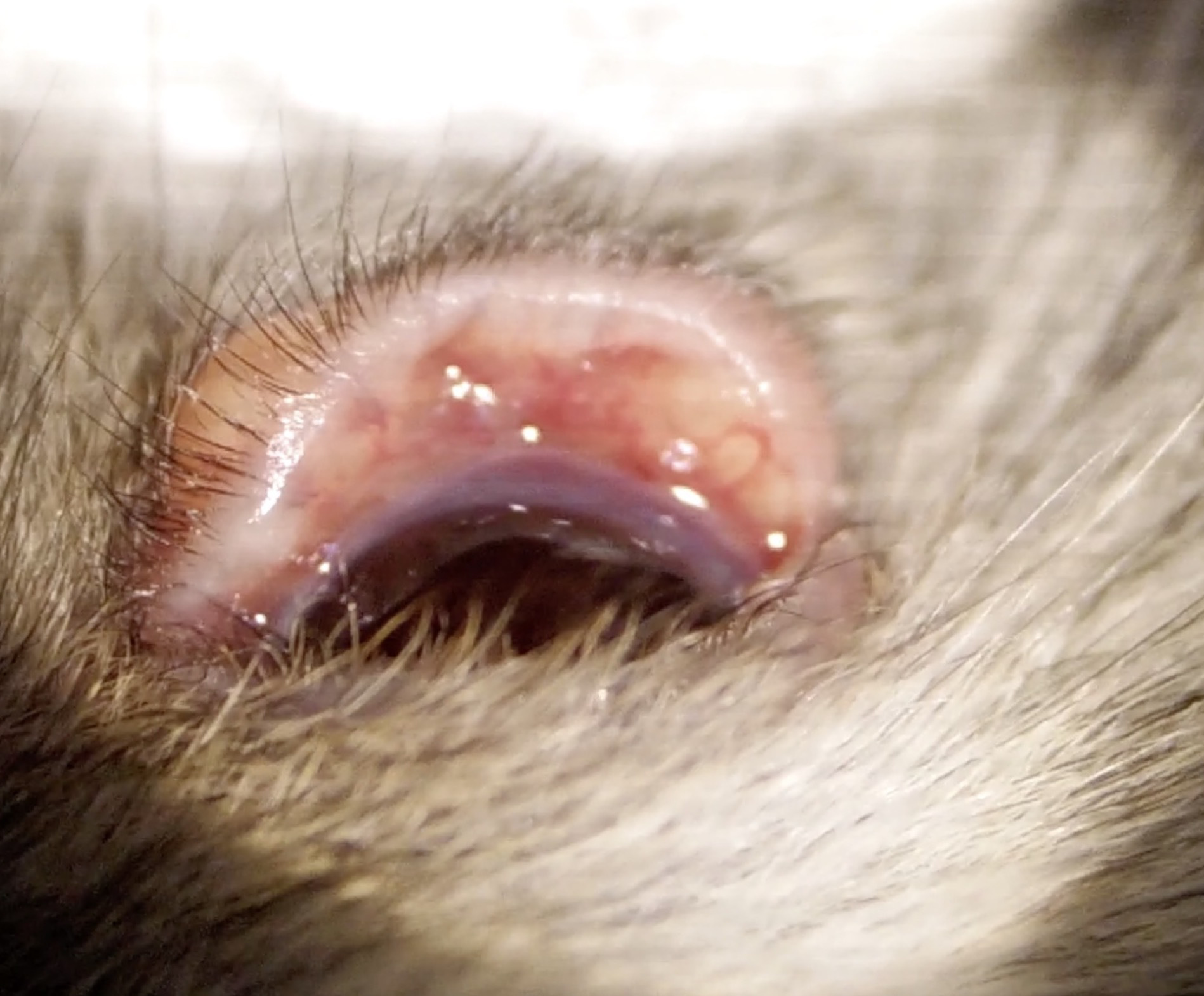 ハムスター 目があかない