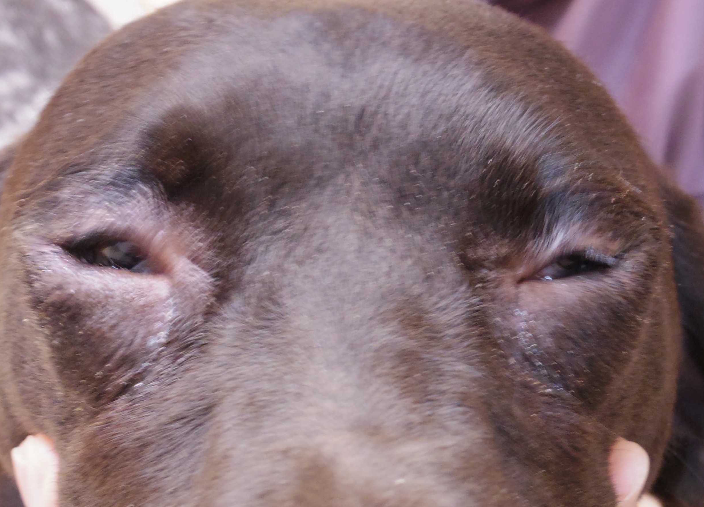 いぬ 眼瞼内反 角膜潰瘍