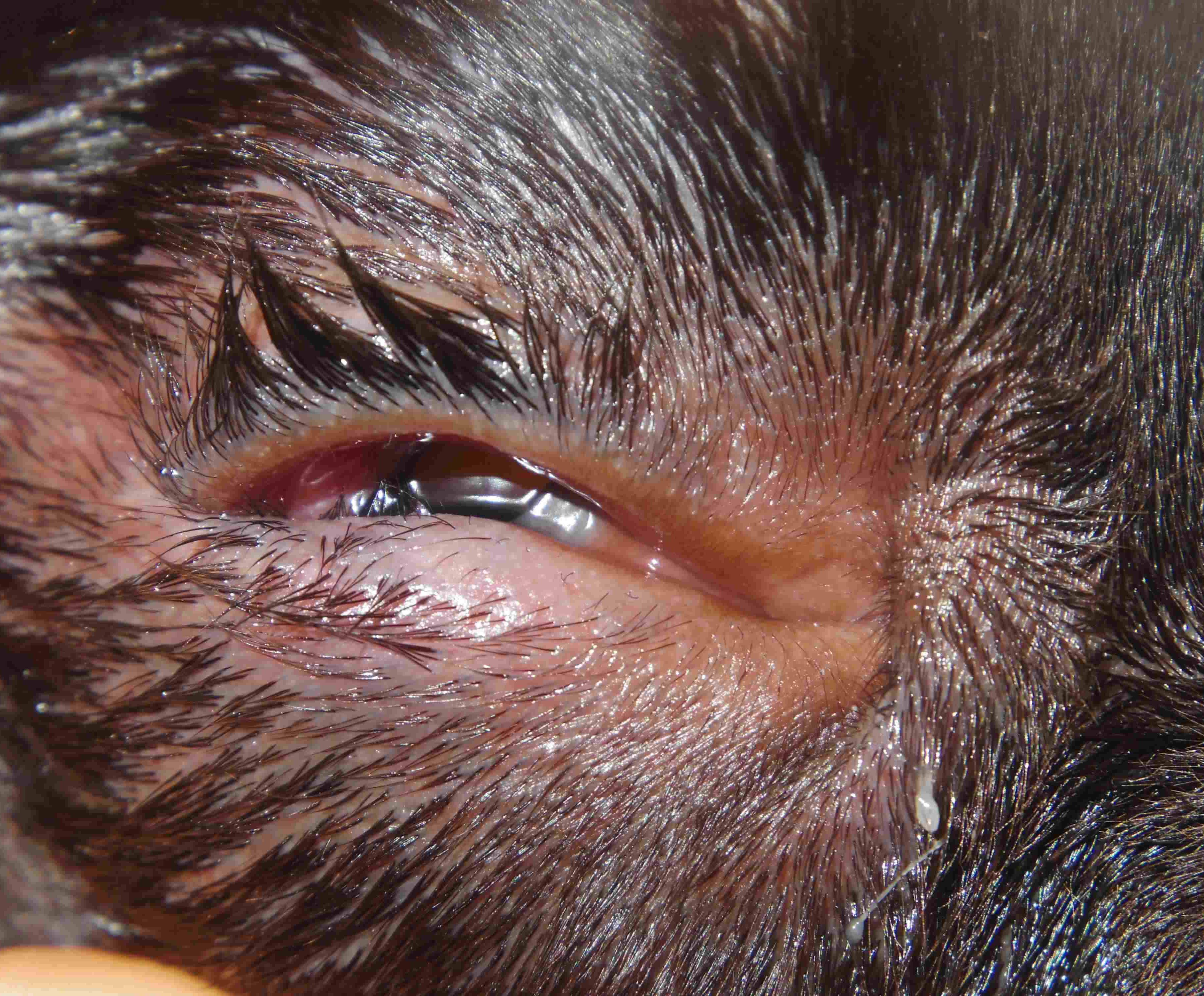 眼瞼内反症 いぬ