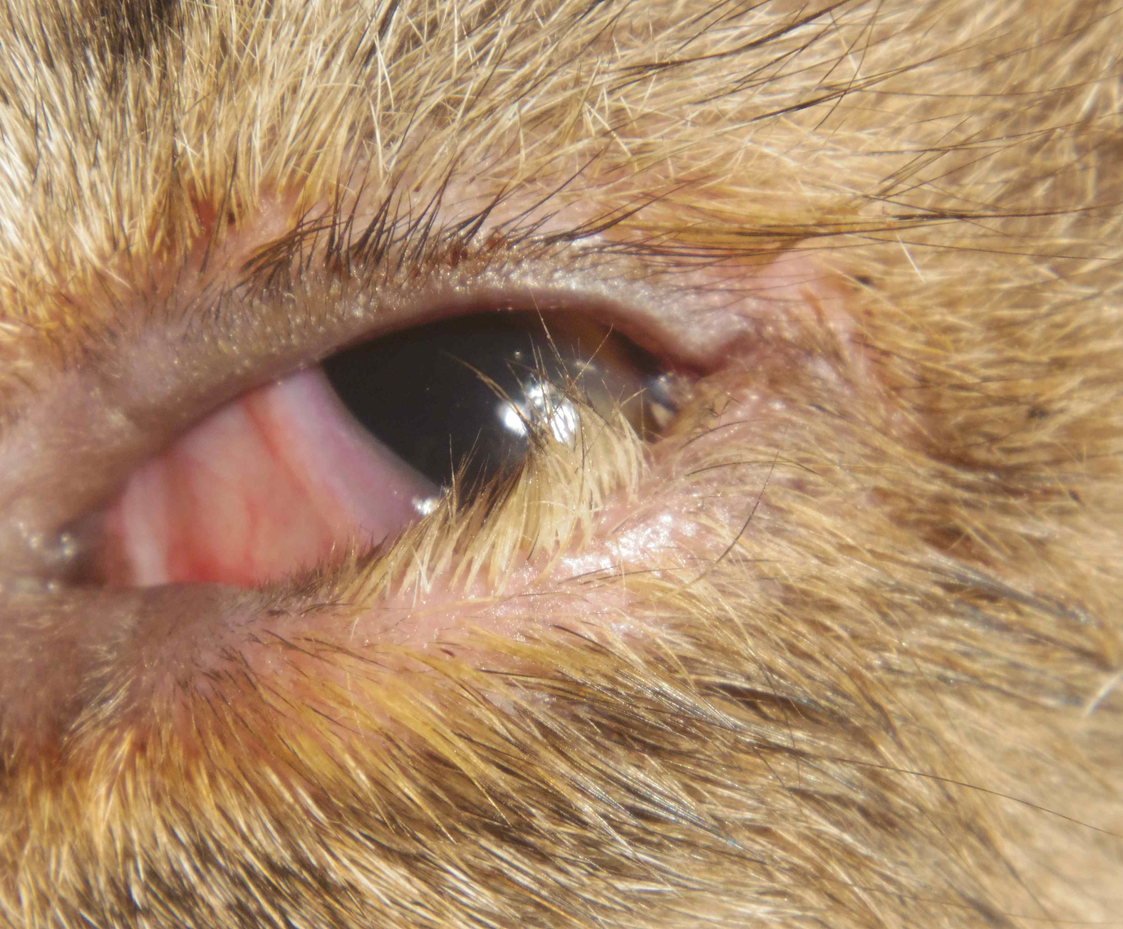 眼瞼内反症 ねこ