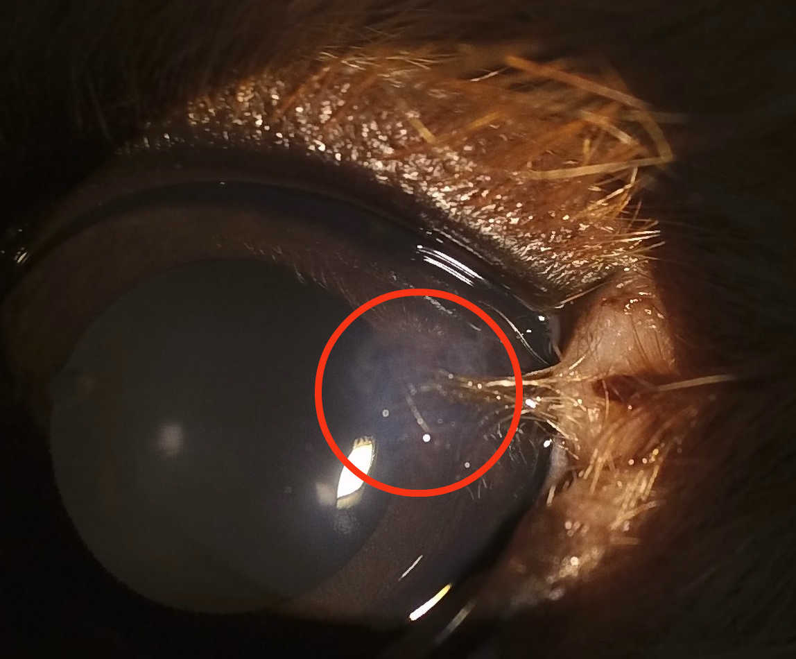 治らない角膜潰瘍