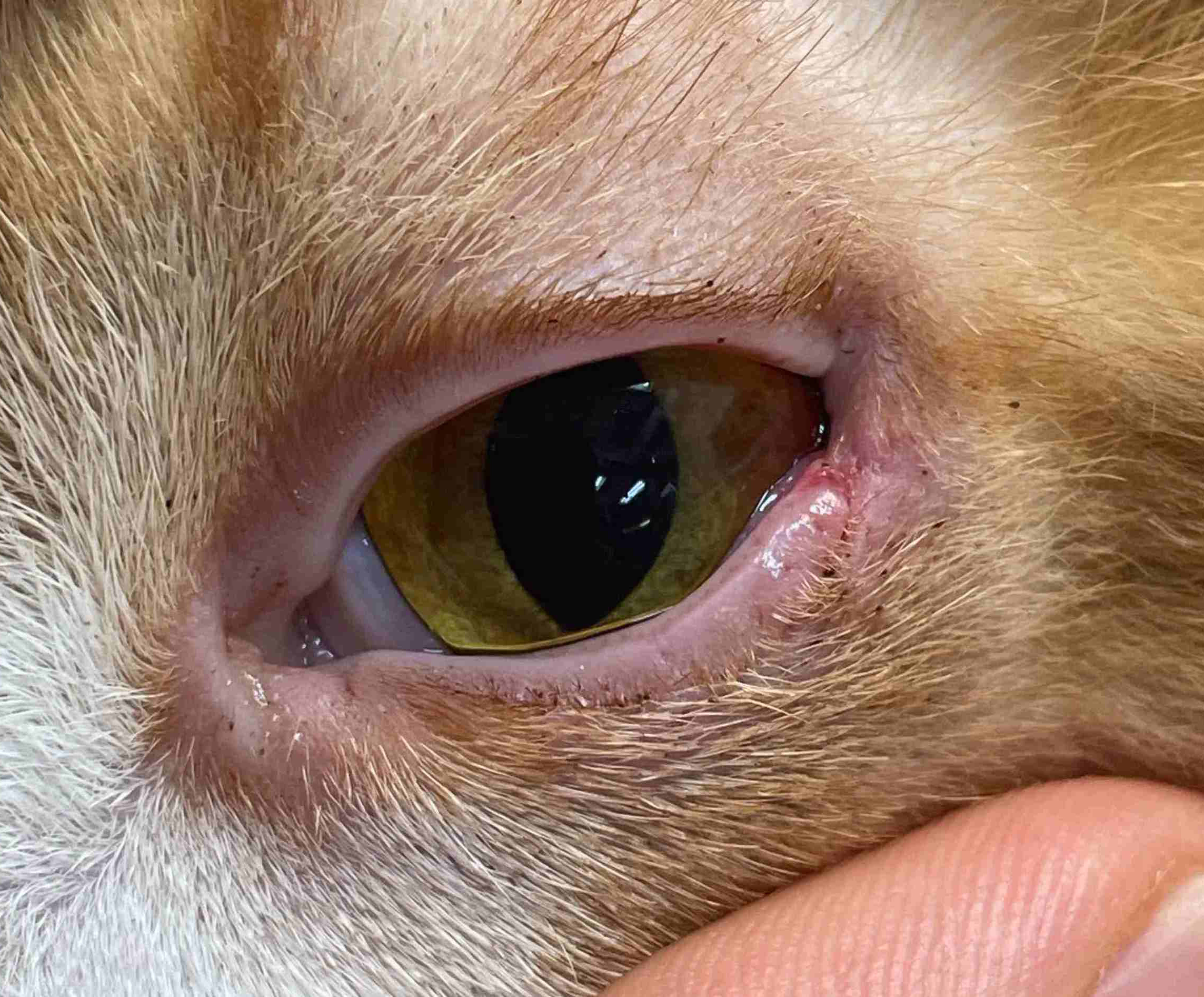 猫のまぶた 手術