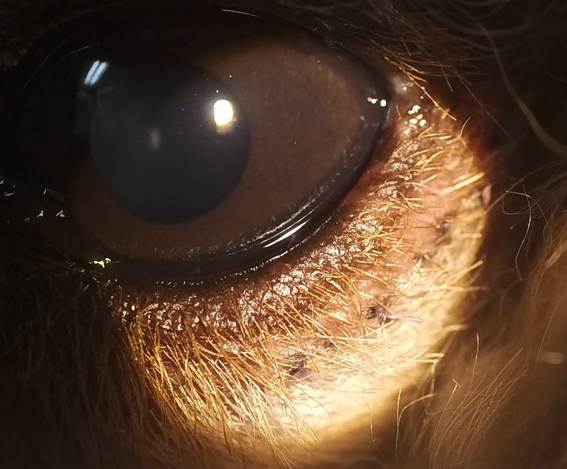 まぶたの手術 犬