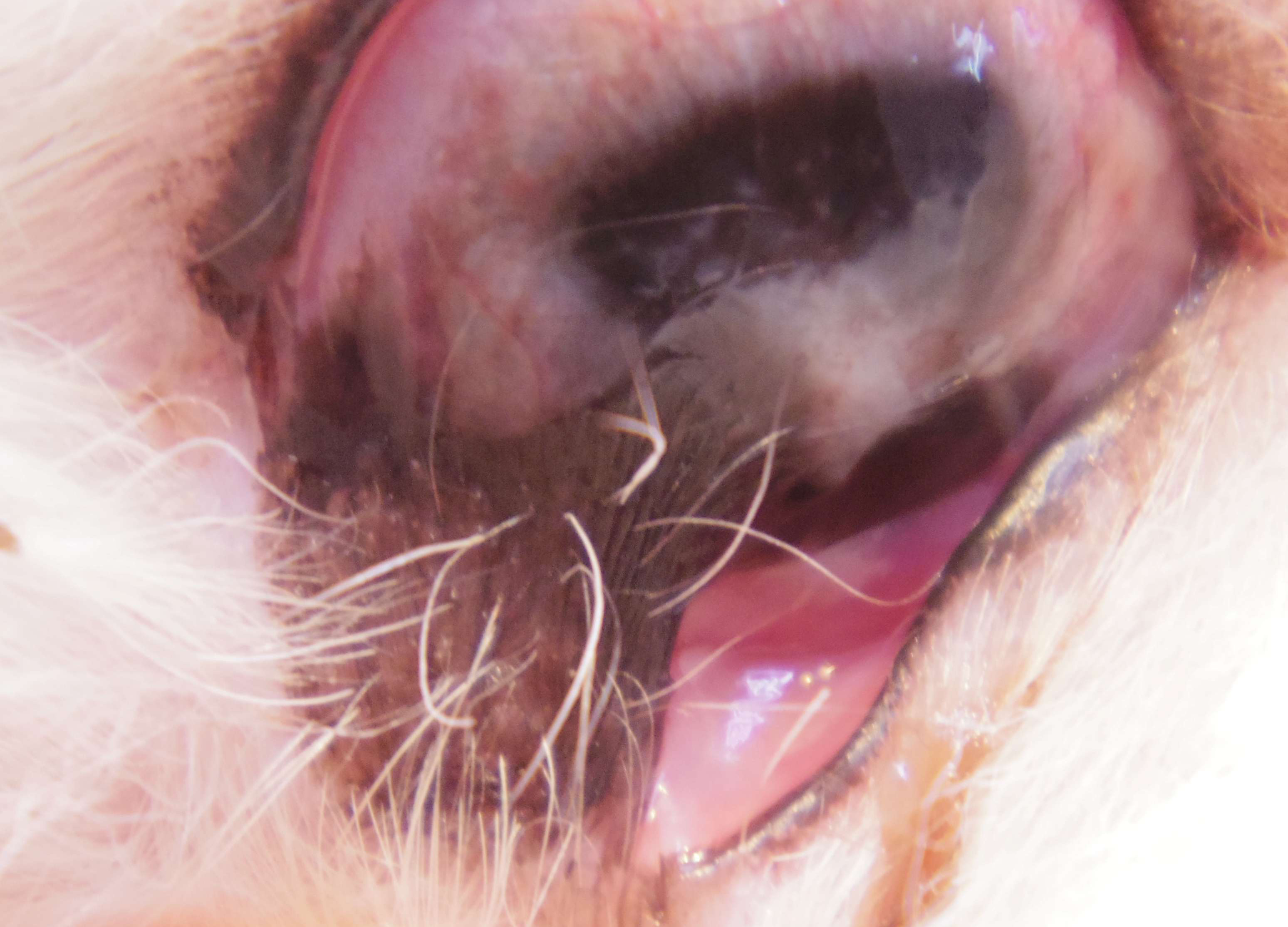 まぶたと目がくっつく