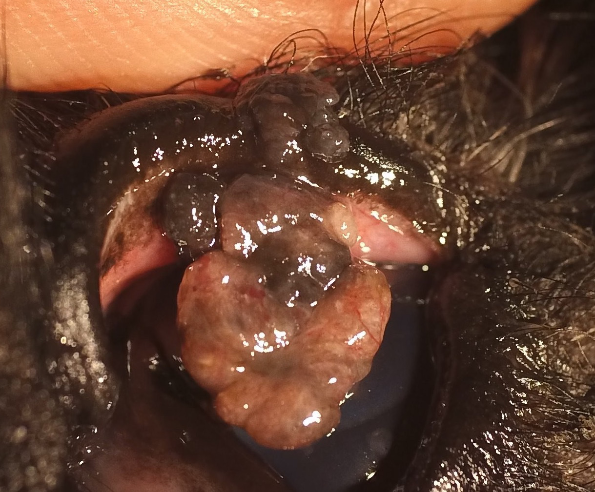 マイボーム上皮腫 犬