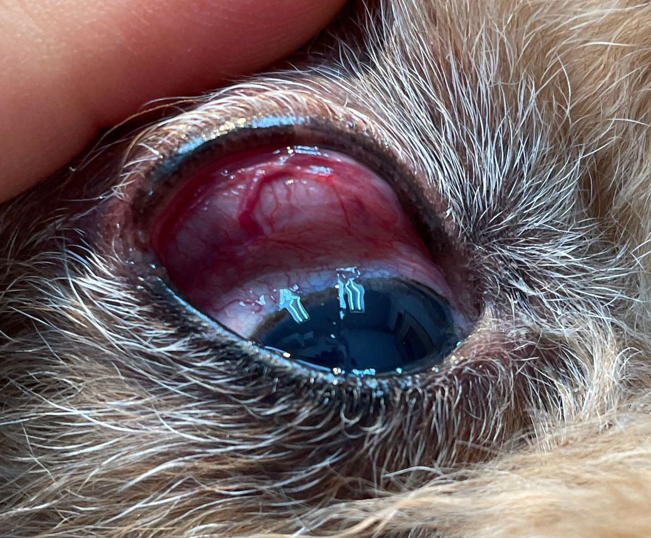 涙腺腺腫 犬