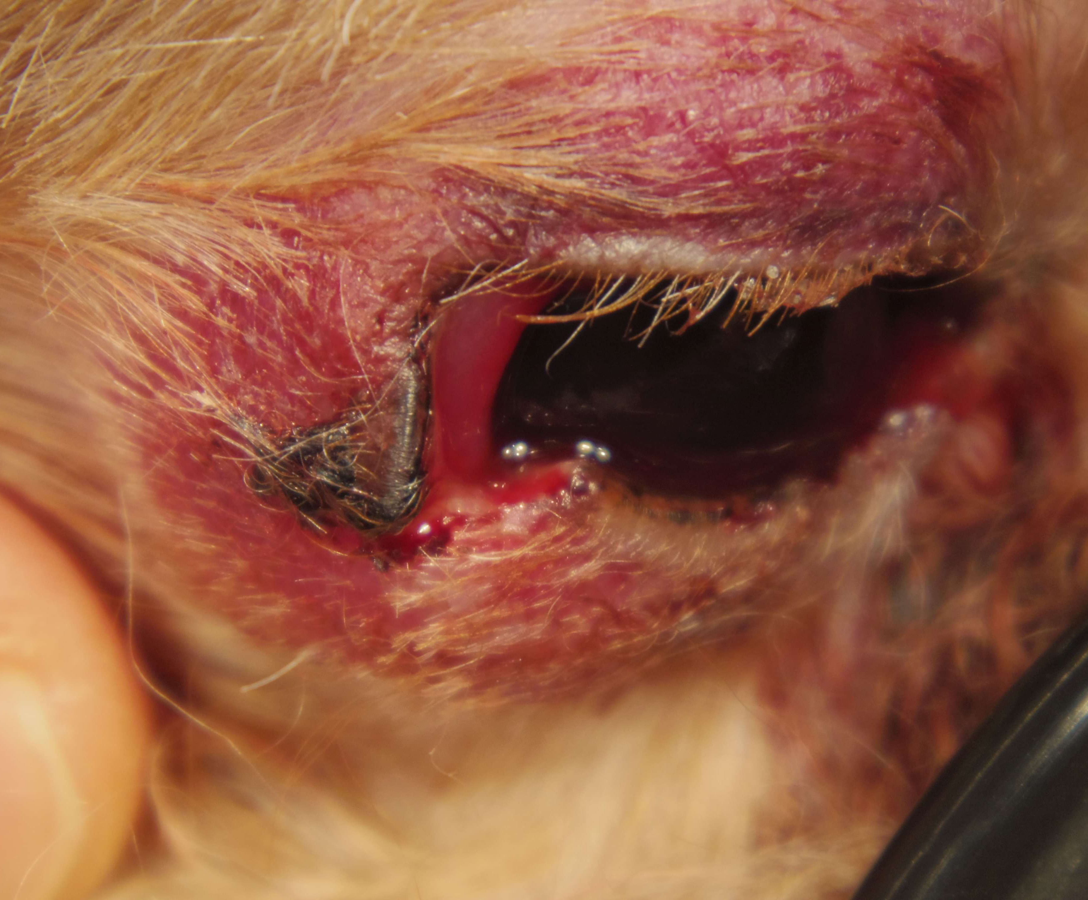 犬 喧嘩 まぶたに怪我