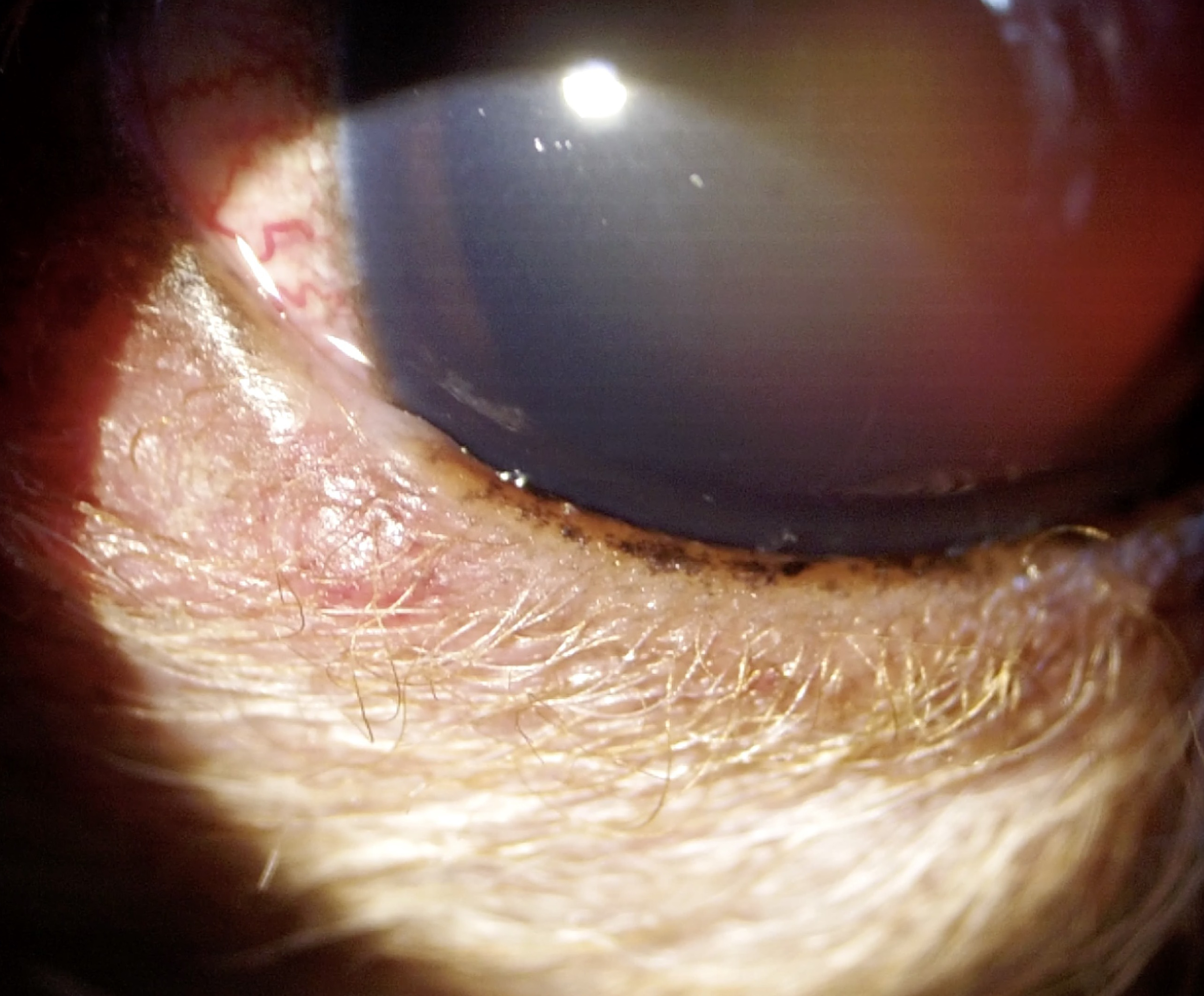 猫 まぶた 怪我