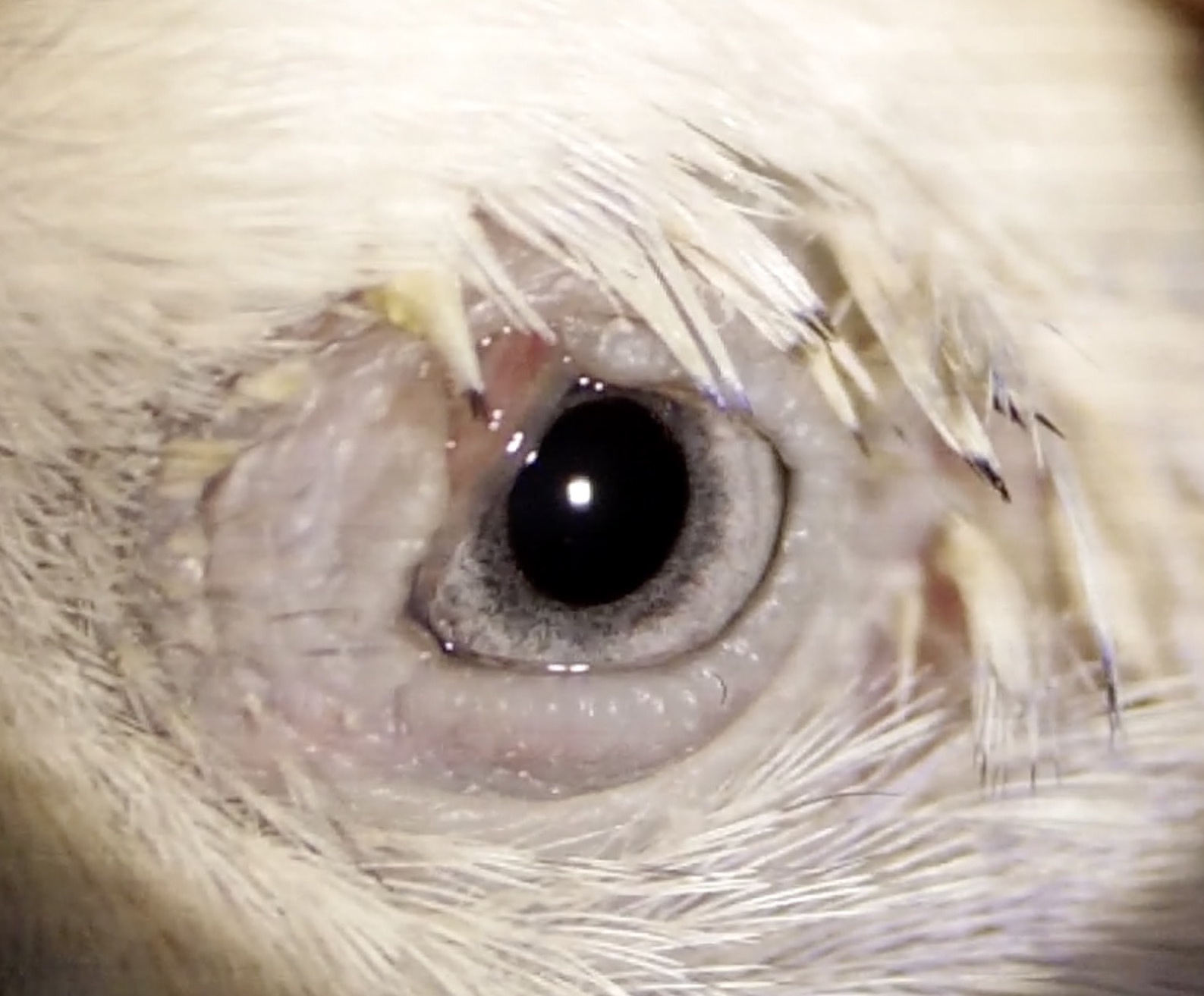 インコ 目 怪我