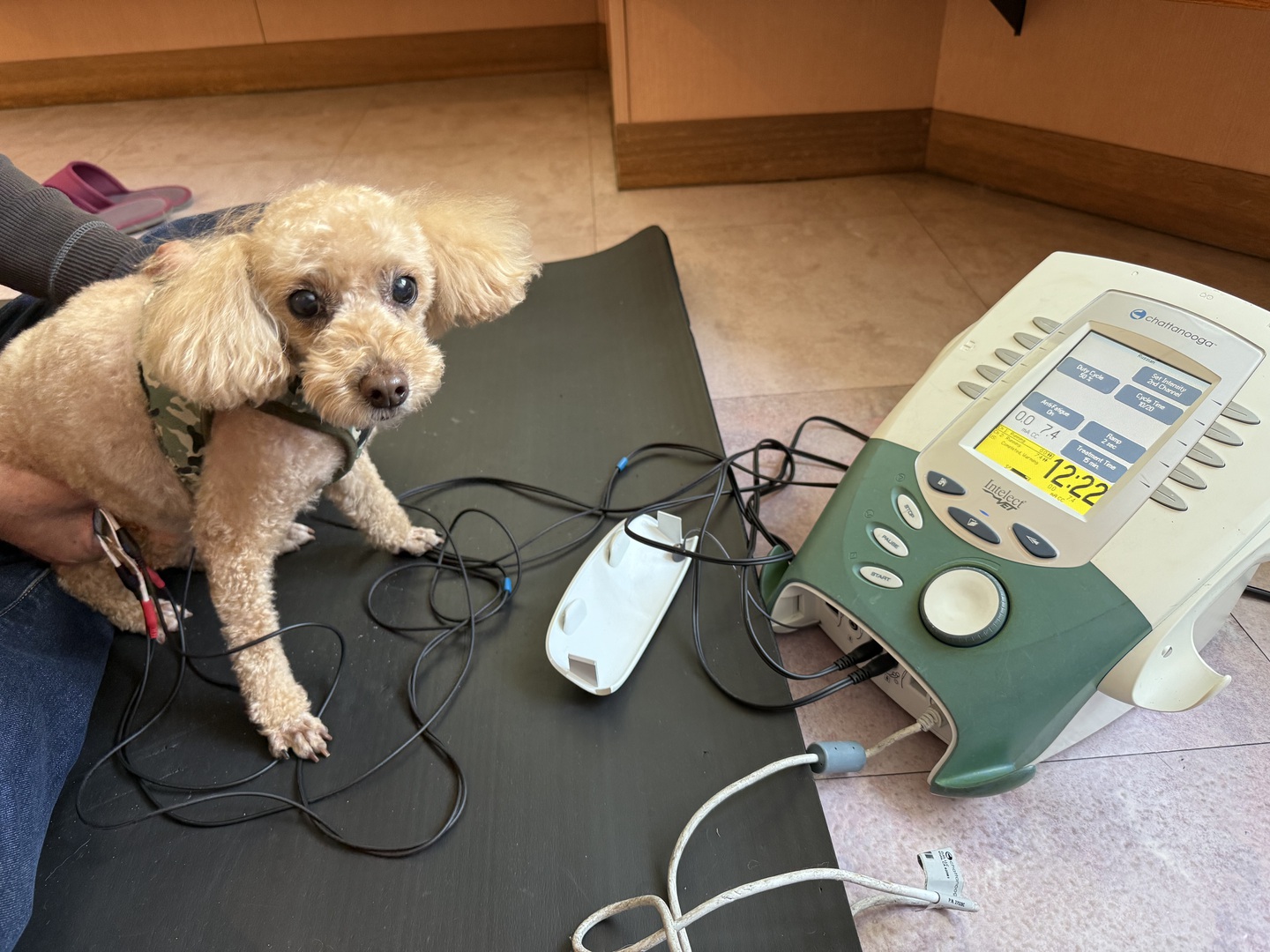 犬 EMS