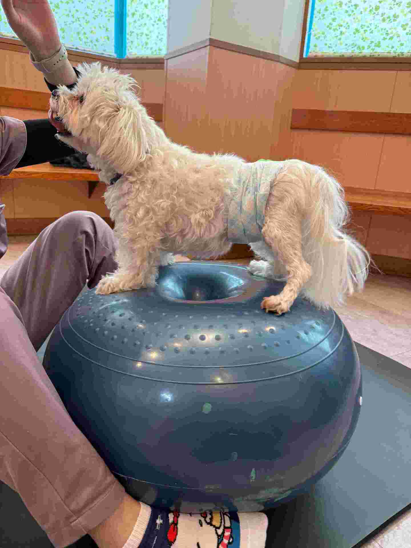 犬 バランスボール