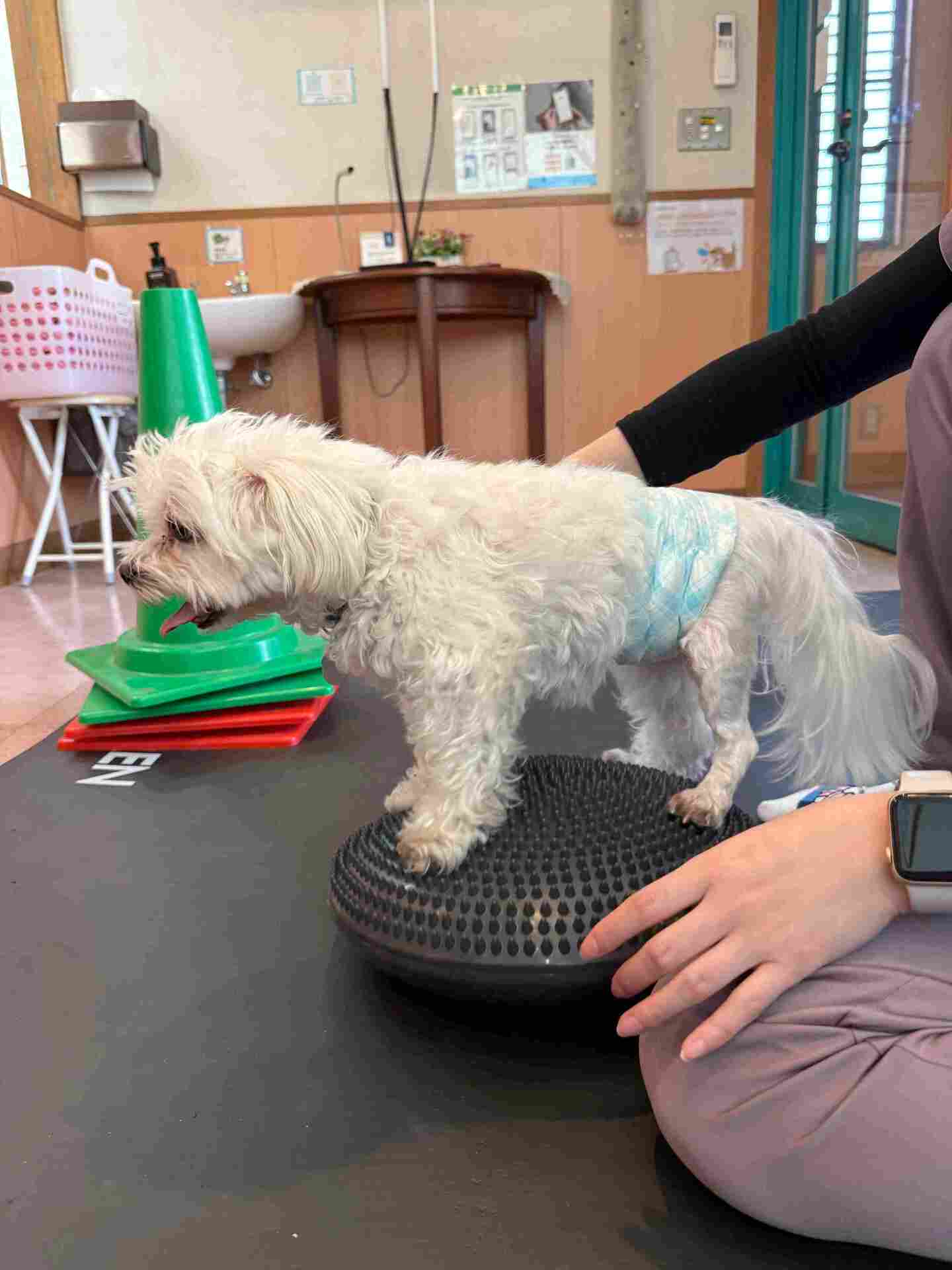 犬 バランスディスク