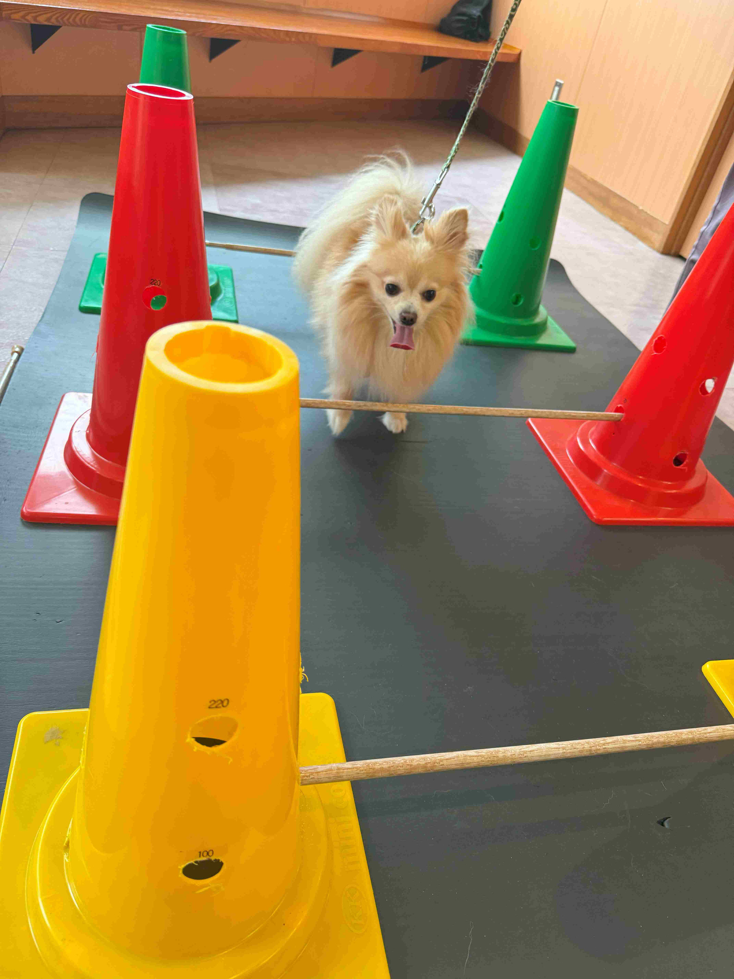 犬 キャバレッティレール