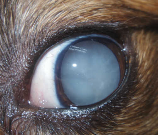 犬　白内障